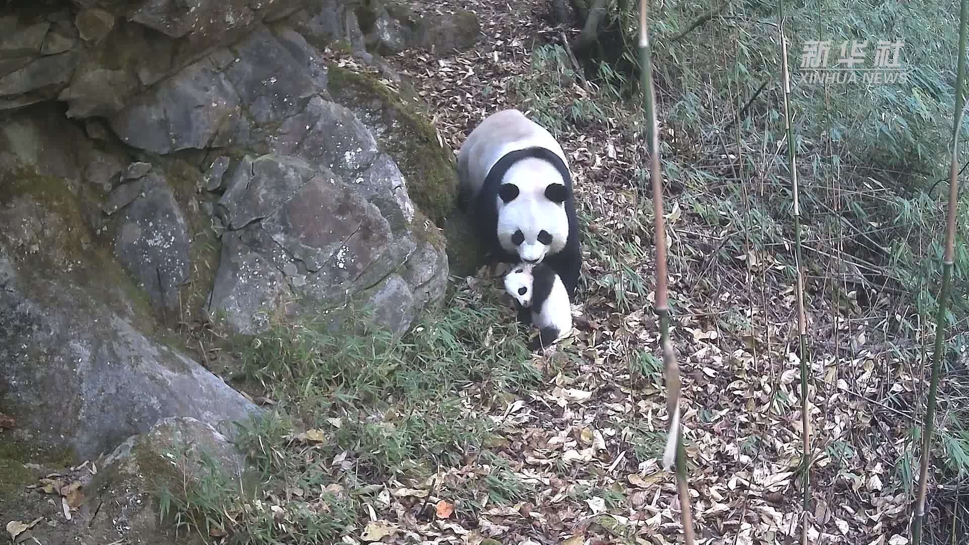 大熊猫国家公园绵阳片区记录到大熊猫叼着幼崽活动珍贵画面