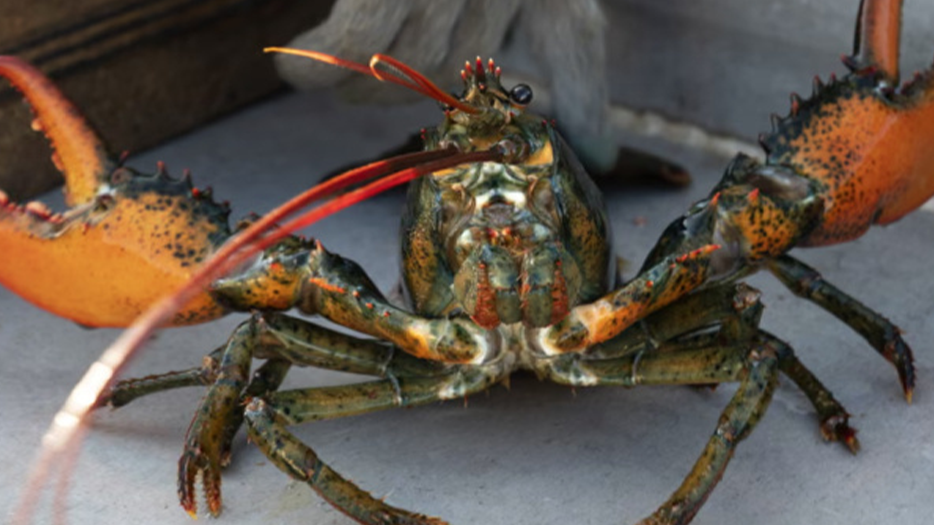 英国禁止将活龙虾直接投入沸水烹煮，这操作把全球吃货都整懵了-百货之家