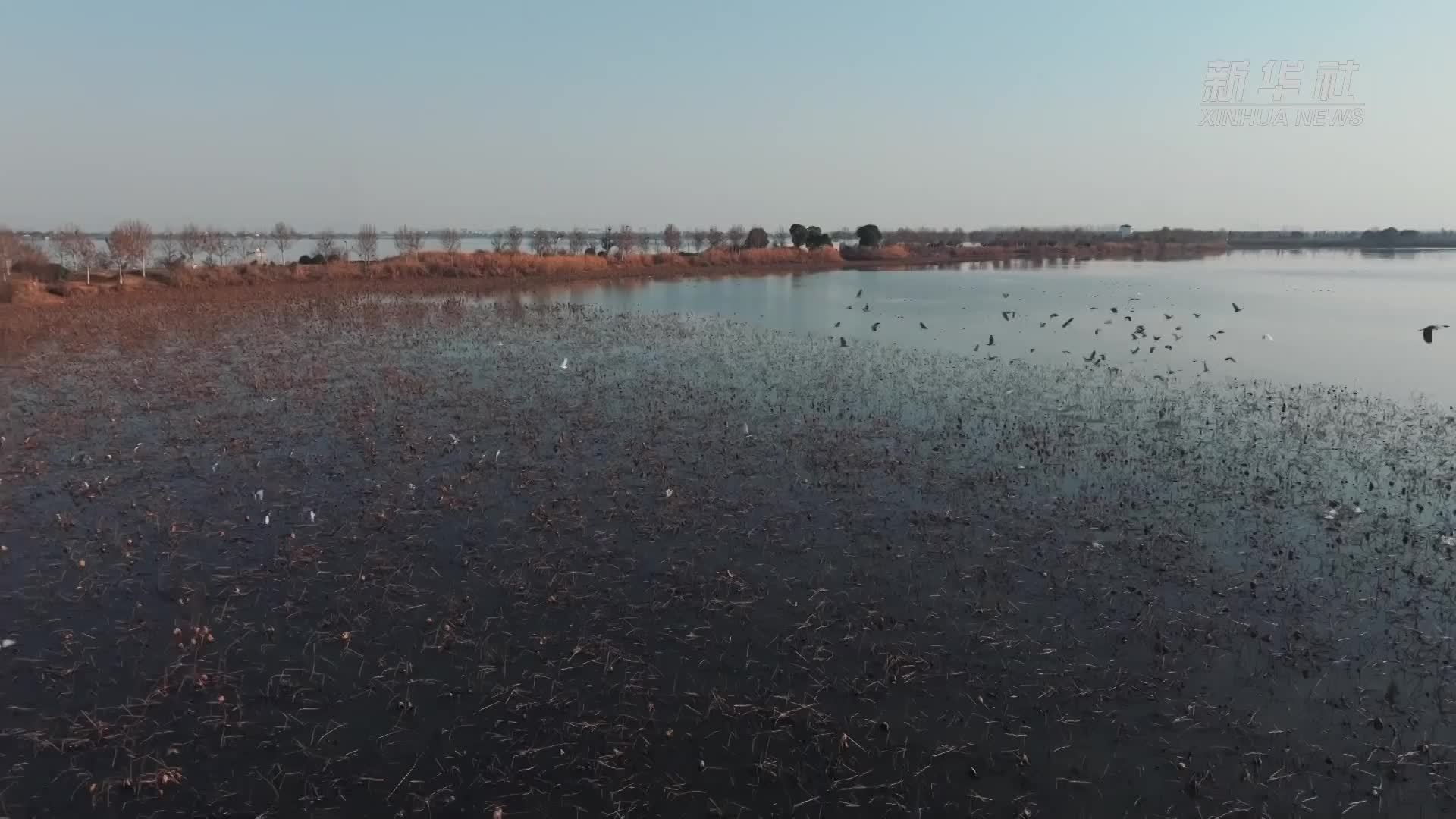 湖北枝江金湖湿地迎数万只候鸟越冬_凤凰网视频_凤凰网