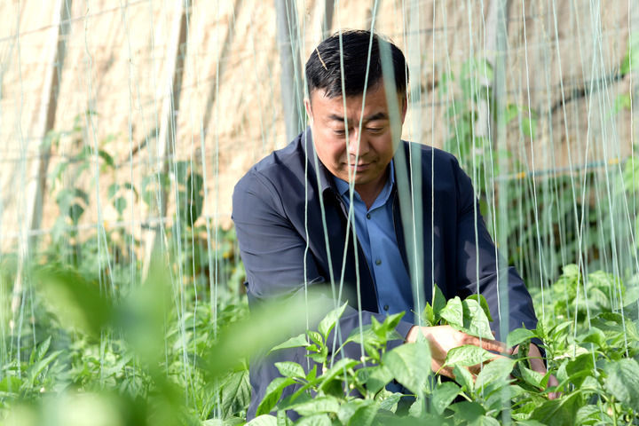 2025年11月12日,在甘肃省张掖市甘州区党寨镇马站村有机蔬菜园,马兆存在查看辣椒长势。新华社记者 王朋 摄