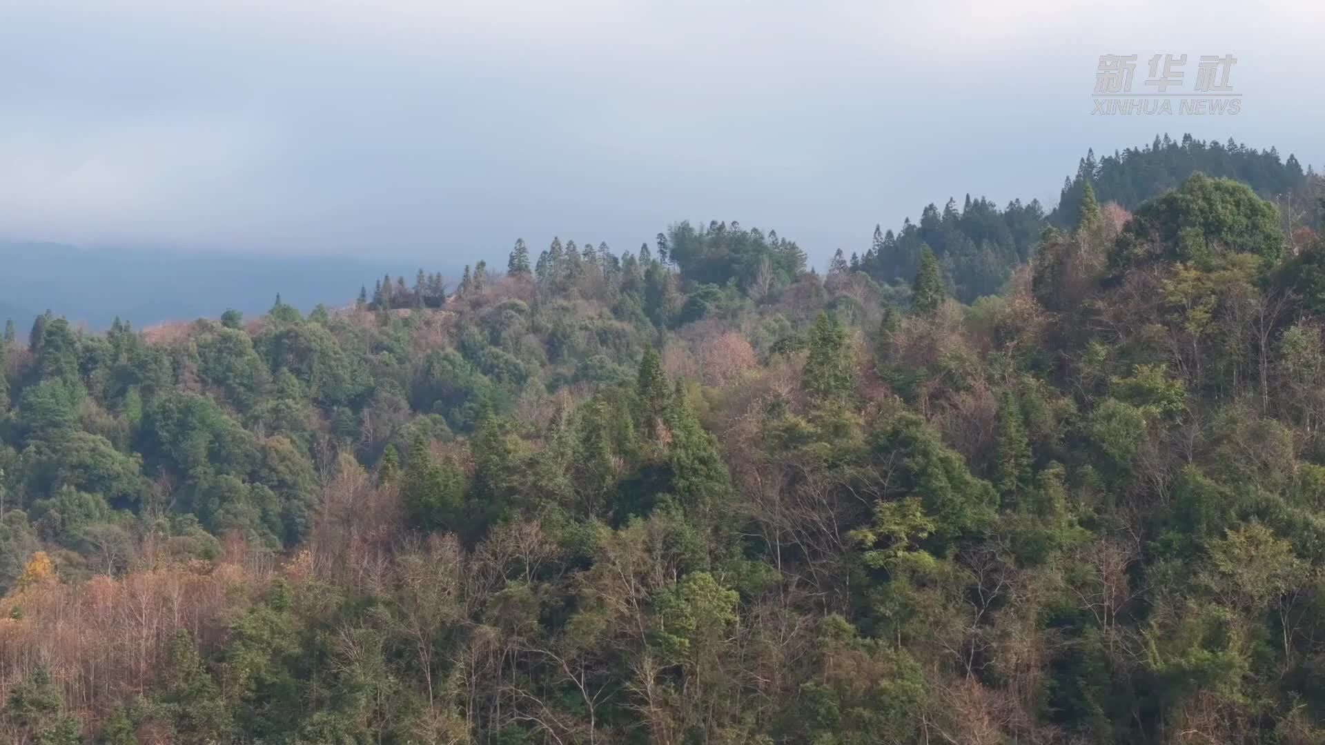 贵州梵净山：红豆杉迎来盛果期