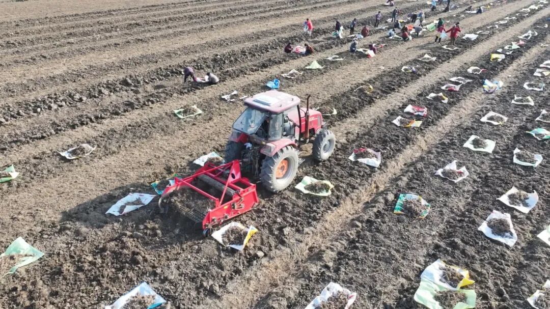 安徽阜南：中草药丰收富乡邻 特色产业赋能乡村振兴[00-03-59][20251212-153157105].jpg