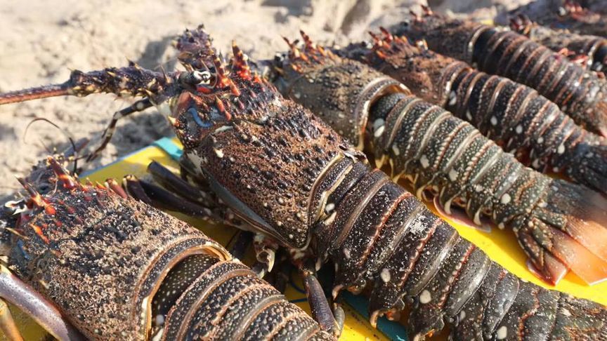 马西拉岛 果然是中东大龙虾的洄游季，礁石下随处可见，想怎么吃就怎么吃