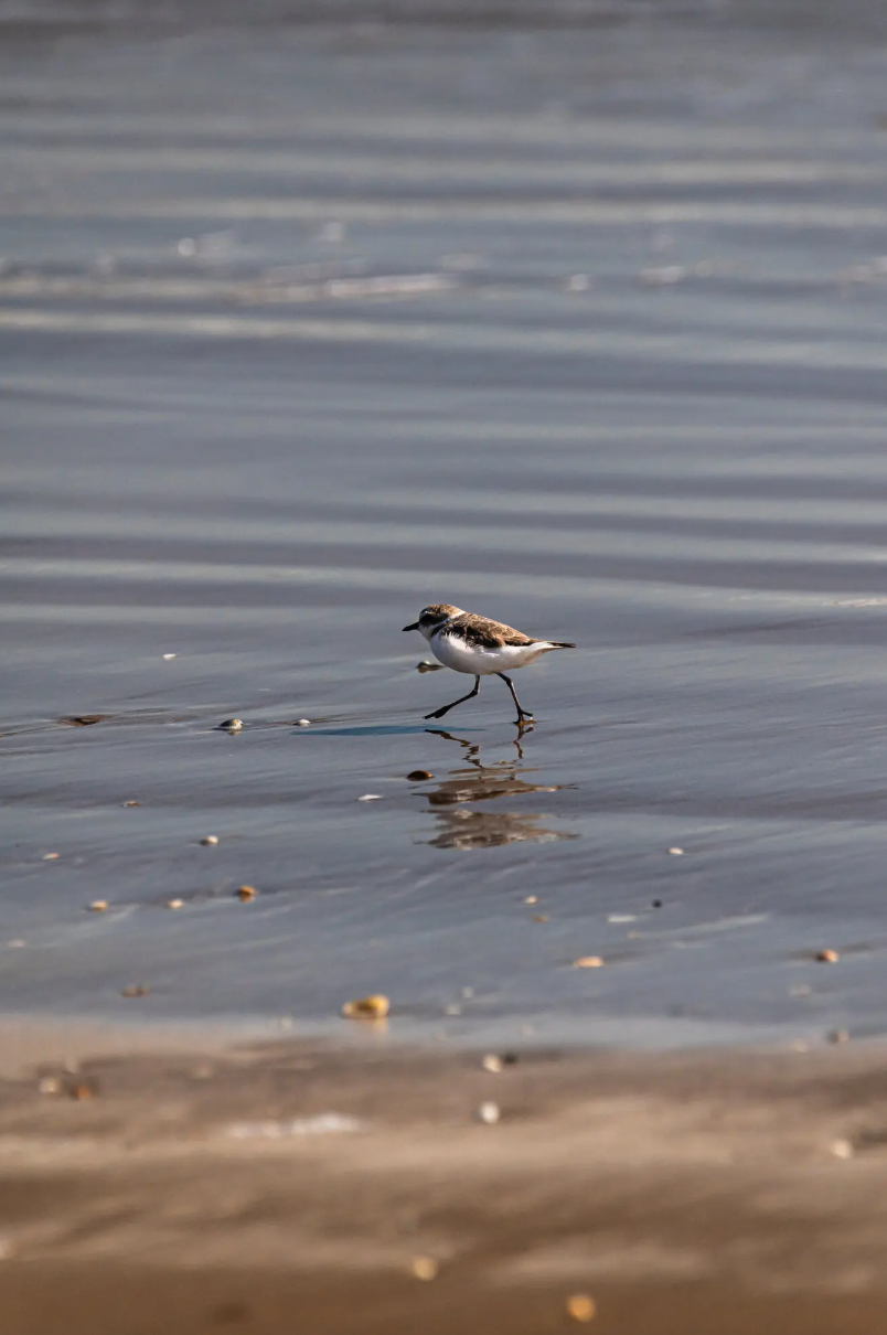土地位于野生动物保护区