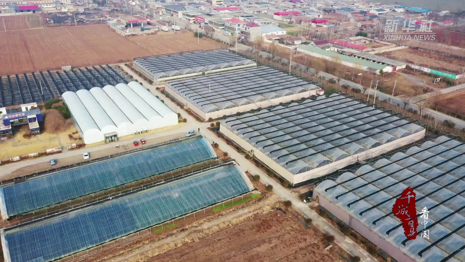 千城百县看中国｜山东郯城：盆栽草莓走红 催生农业新商机