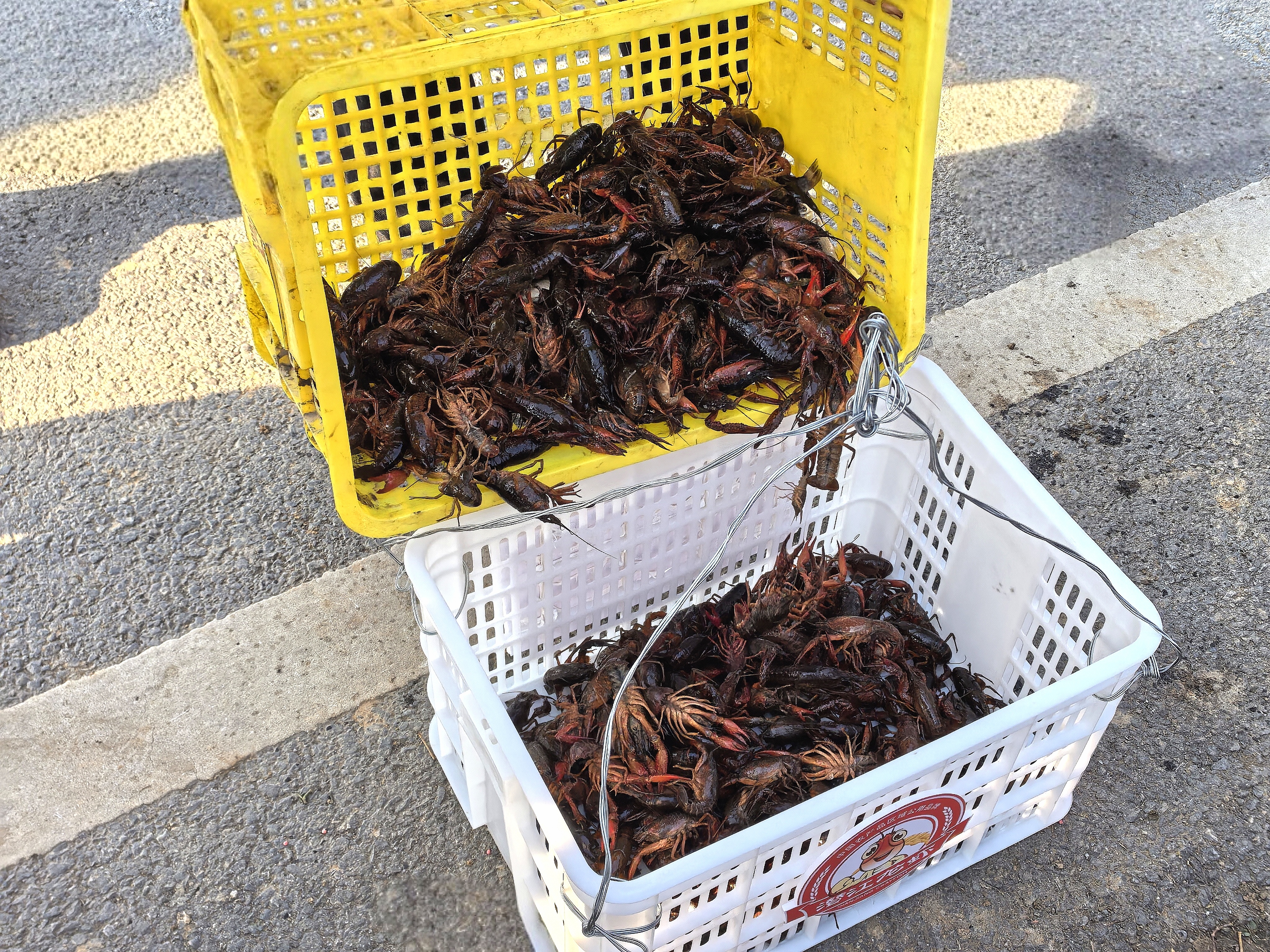 冬捕启幕虾正肥 潜江“四季有虾”悦丰年