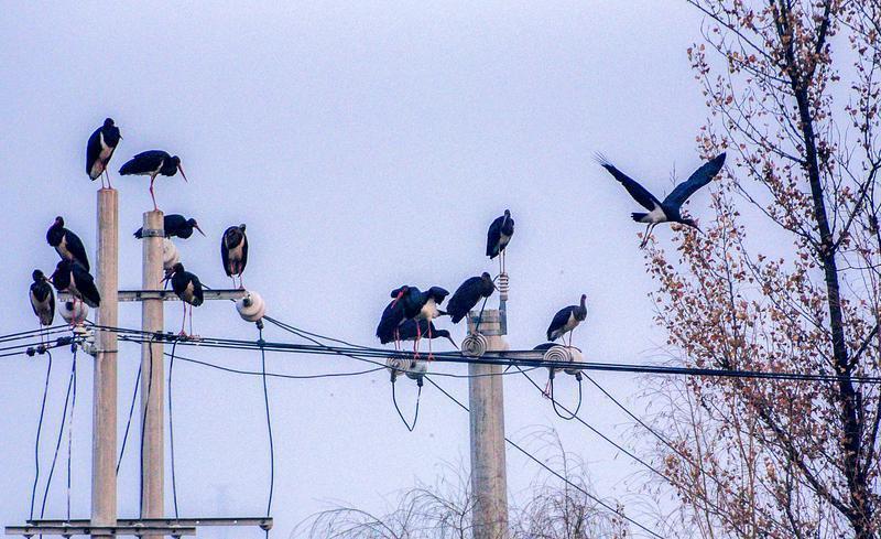 栖息在十里蛤蟆滩稻花乡里农业园区里的黑鹳