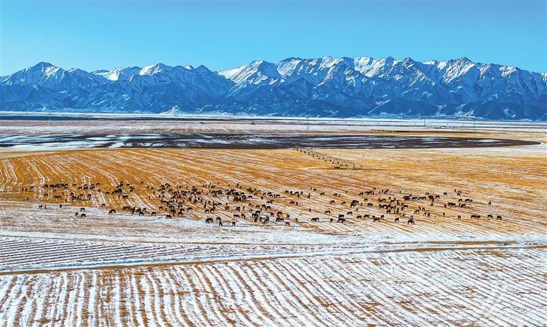 冬日里的山丹马场，群山、草原、骏马构成一幅美丽的生态画卷。新甘肃&middot;甘肃日报通讯员　杨永伟