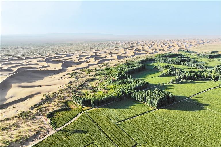 临泽县北部的“三北”防护林　新甘肃&middot;甘肃日报通讯员　成林