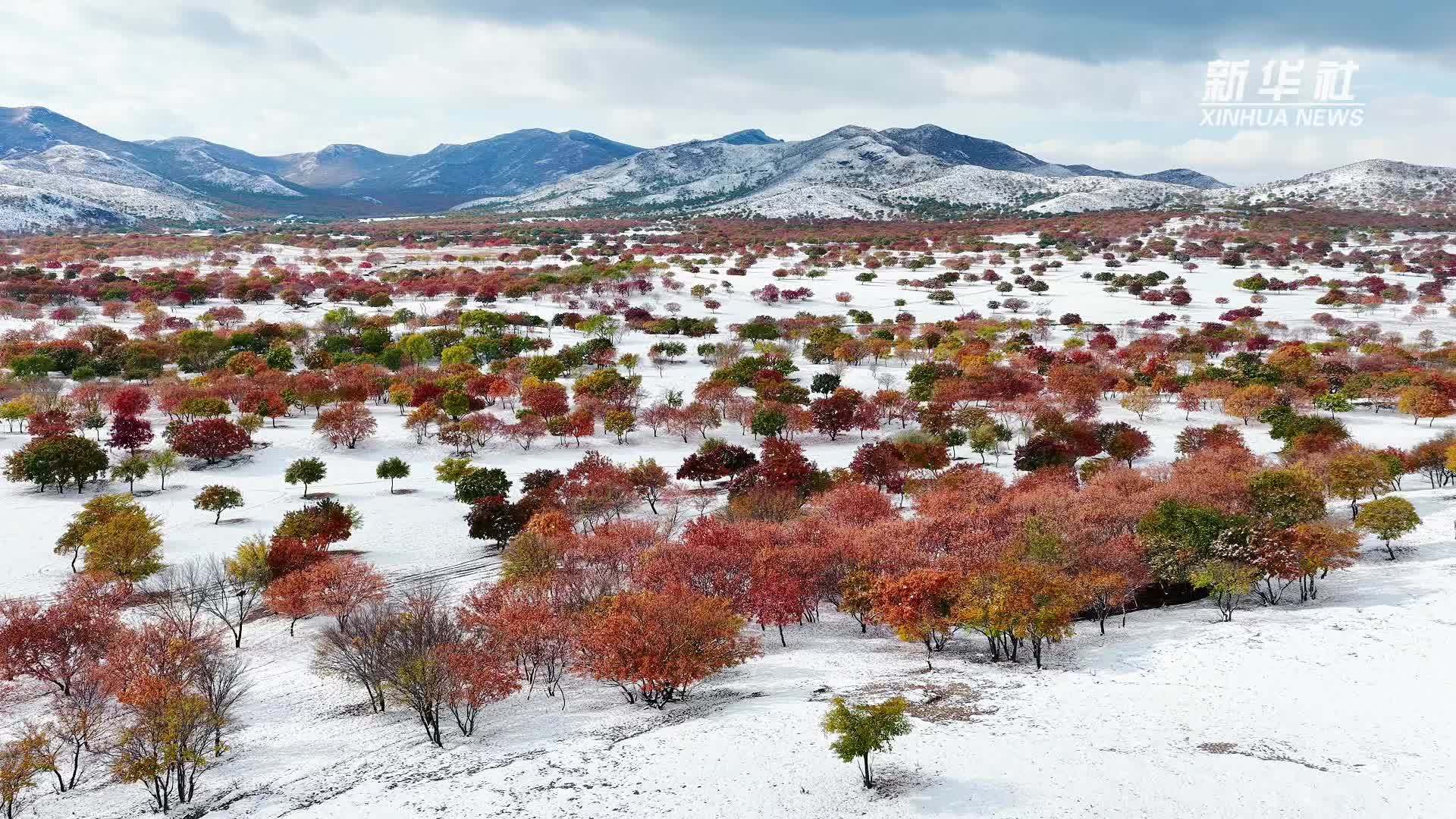 内蒙古通辽：雪落扎鲁特 草原换银装