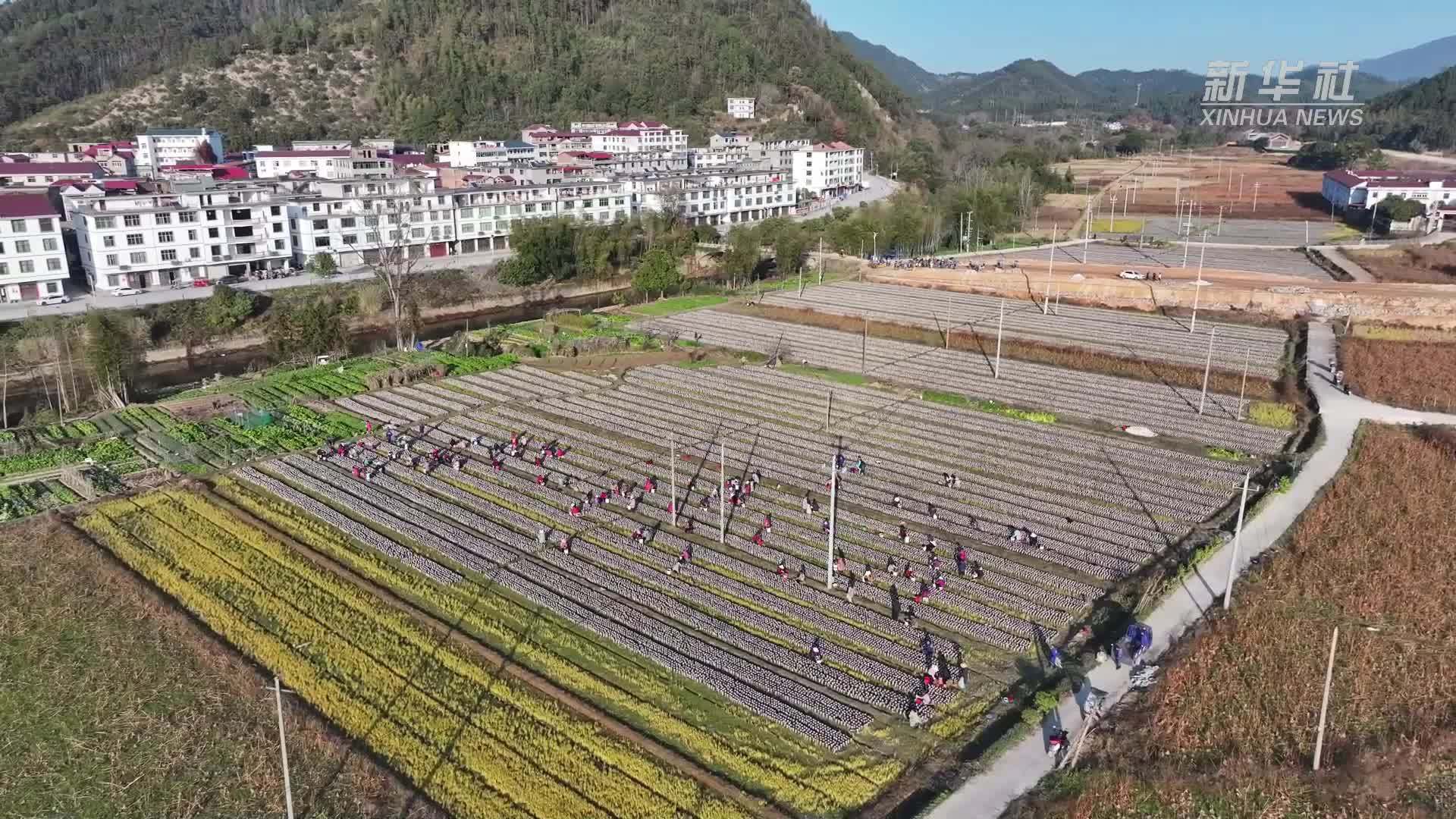 江西永丰：强村带弱村 黑木耳产业促增收