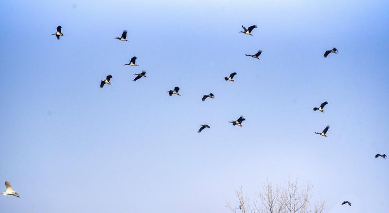 成群的黑鹳结队飞过十里蛤蟆滩