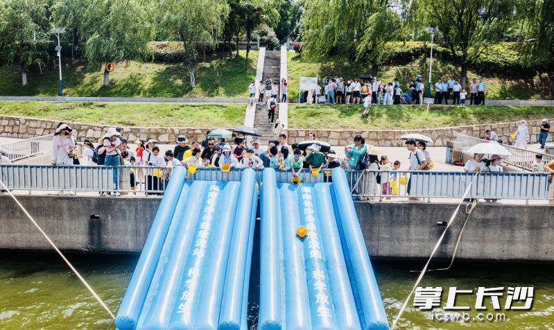 胭脂鱼通过滑道放流湘江。长沙晚报通讯员 刘科 摄