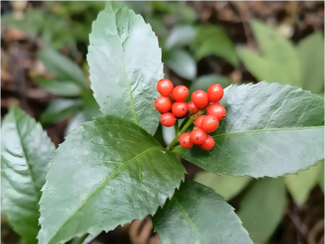智塑未来, 流感高发,咽喉不适如何缓解?专家详解含肿节风中成药的合理使用