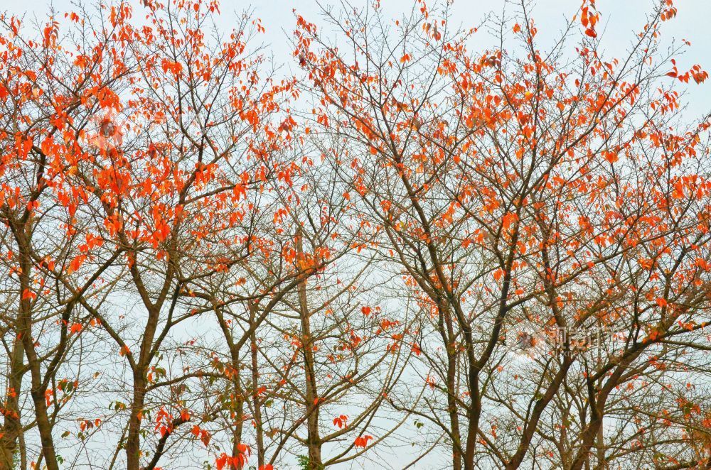 12月23日，江西省永新县滨江路两侧的樱花树叶片尽染深红，层层叠叠似火如霞。
