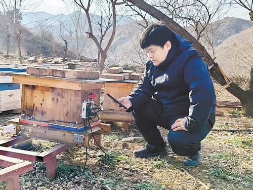 12月23日上午，在赞皇县蕊源蜜蜂农业园内，河北蕊源蜂业股份有限公司副总经理王岳森在智能蜂箱前，通过手机查看蜂箱内相关情况。本报记者 许君强摄