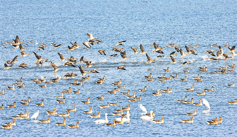 彭泽县太泊湖湿地，成群候鸟栖息、觅食、飞舞。（彭琴 摄）