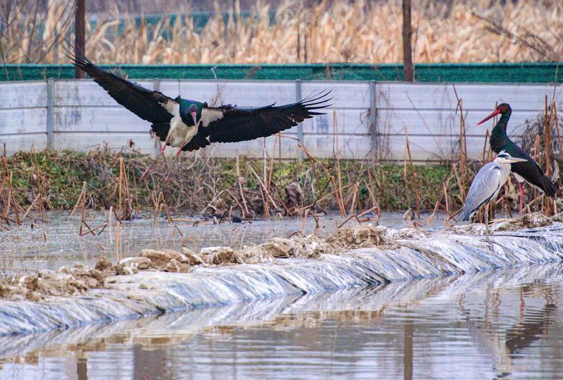 在十里蛤蟆滩稻花乡里农业园区里觅食的黑鹳