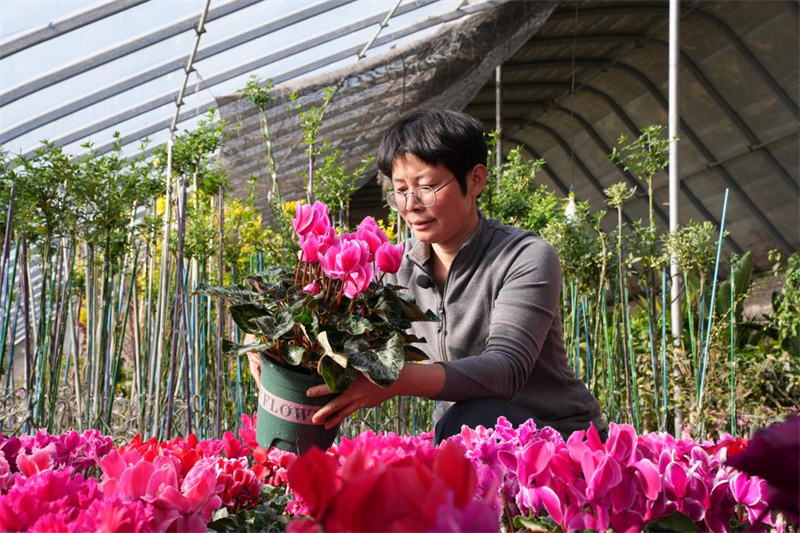 滦南县长凝镇张鲁庄村的花卉种植基地内员工正忙着管理花卉。 戴广远摄