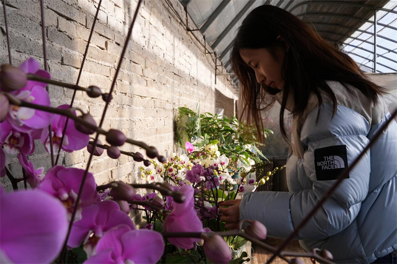 滦南县长凝镇张鲁庄村的花卉种植基地内顾客正忙着挑选花卉。 戴广远摄