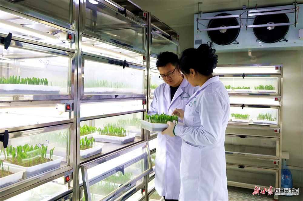 张掖国家级玉米种子质检中心里，“芯片级”检测从DNA分子鉴定到发芽率监测全方位发力，24小时内精准判定种子真实性，准确率达99.9%，为粮食安全筑牢质量防线。新甘肃&middot;每日甘肃网通讯员　程莉　摄