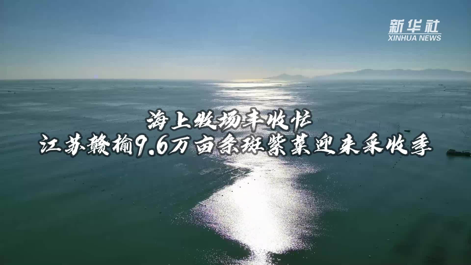 海上牧场丰收忙 江苏赣榆9.6万亩条斑紫菜迎来采收季