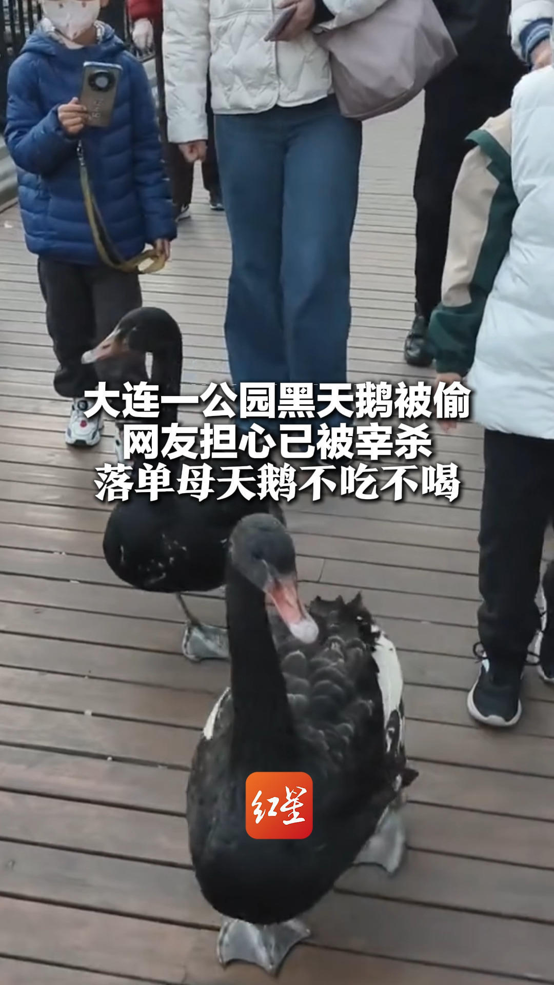大连一公园黑天鹅被偷 网友担心已被宰杀 落单母天鹅不吃不喝 已被安置到当地鸟语林，正在隔离期