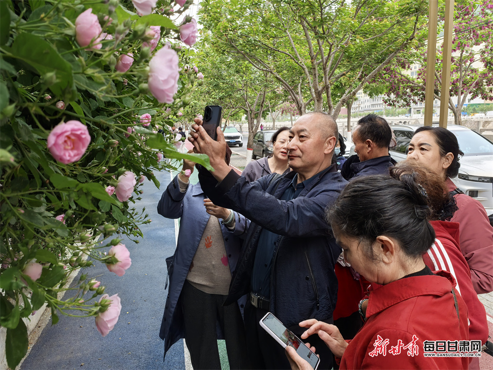 五月的宕昌草木葳蕤，老年大学将摄影实践课搬进蔷薇花丛，让学员在自然中捕捉诗意。新甘肃&middot;每日甘肃网通讯员　刘辉　摄