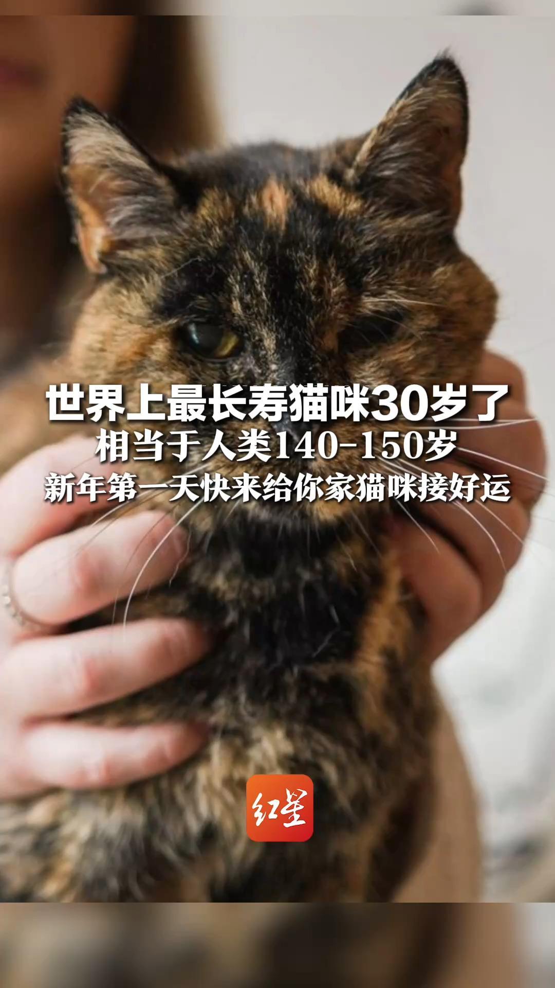 世界上最长寿猫咪30岁了 相当于人类140-150岁 2026年第一天 快来给你家猫咪接好运