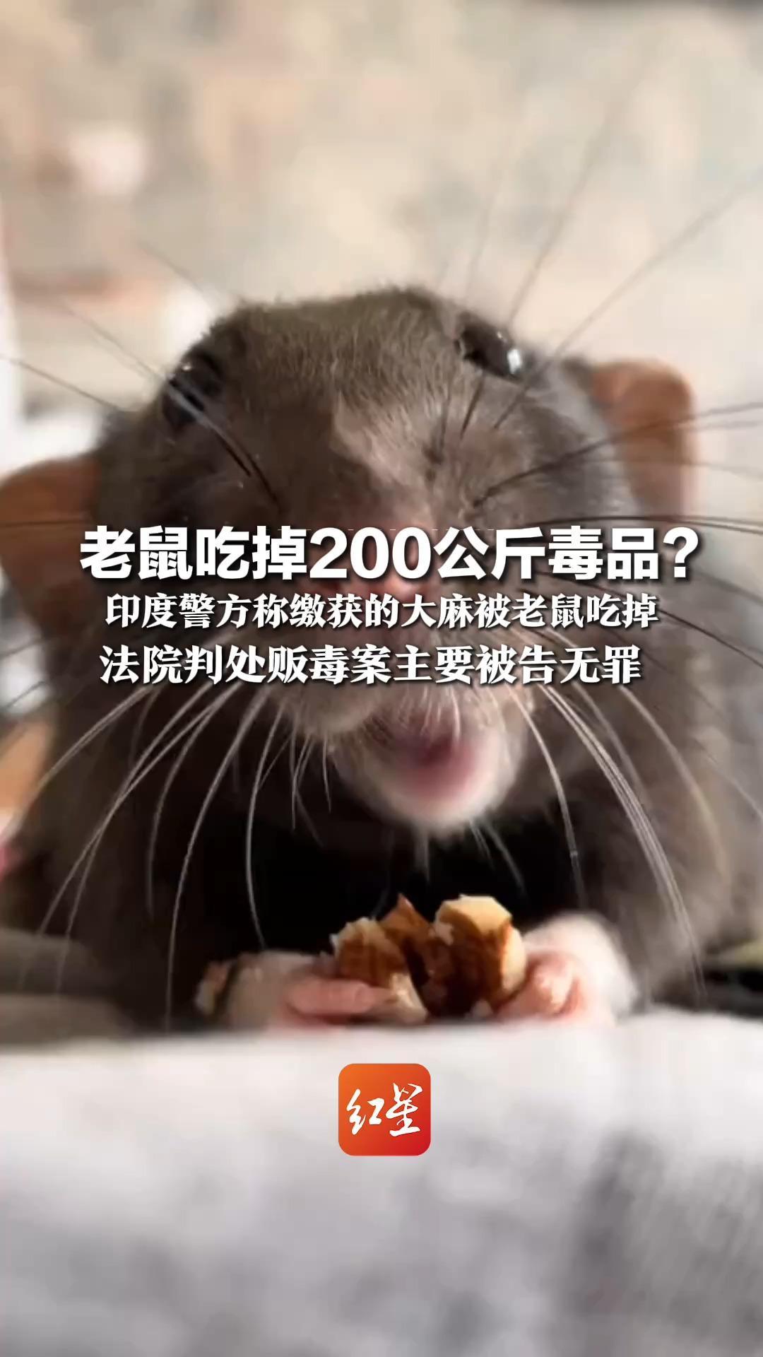 老鼠吃掉200公斤毒品？ 印度警方称缴获的大麻被老鼠吃掉 “无法作为证据出示” 法院判处贩毒案主要被告无罪