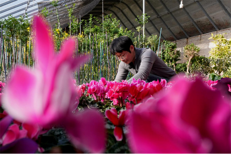 滦南县长凝镇张鲁庄村的花卉种植基地内员工正忙着管理花卉。 戴广远摄