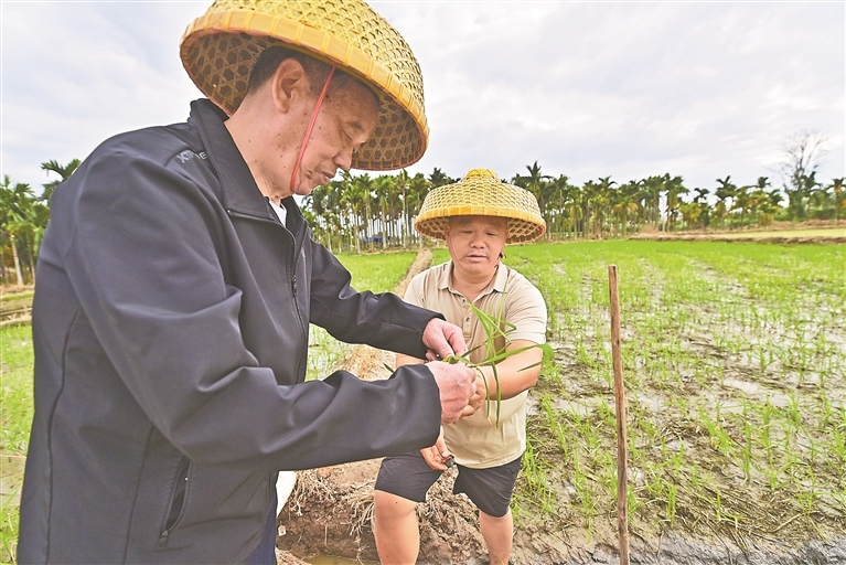 2025年12月11日，位于海南省‌乐东黎族自治县的农峰南繁科技有限公司制种基地，张理高和张海峰在田间交流水稻制种技术。