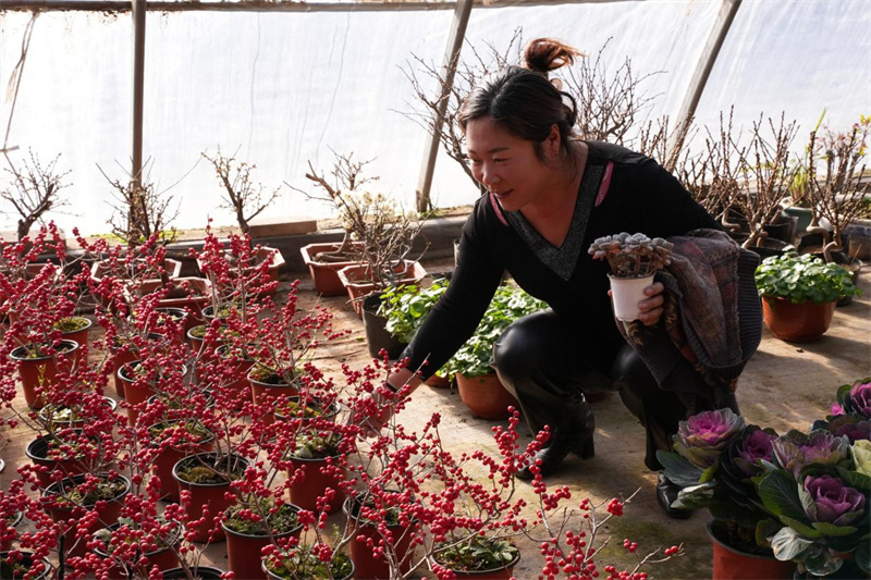滦南县长凝镇张鲁庄村的花卉种植基地内顾客正忙着挑选花卉。 戴广远摄