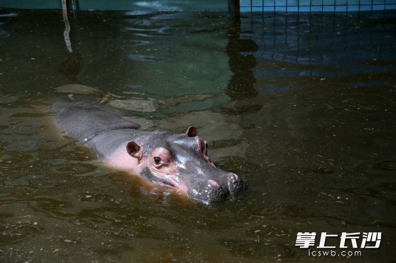 河马馆内24小时地暖持续运行，泳池保持恒温。