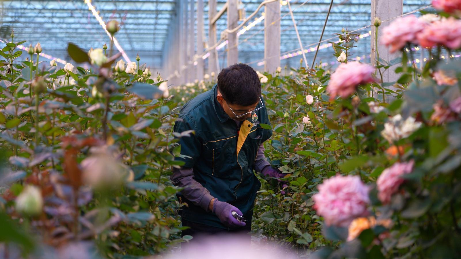 兰州新区玩转农业高端局