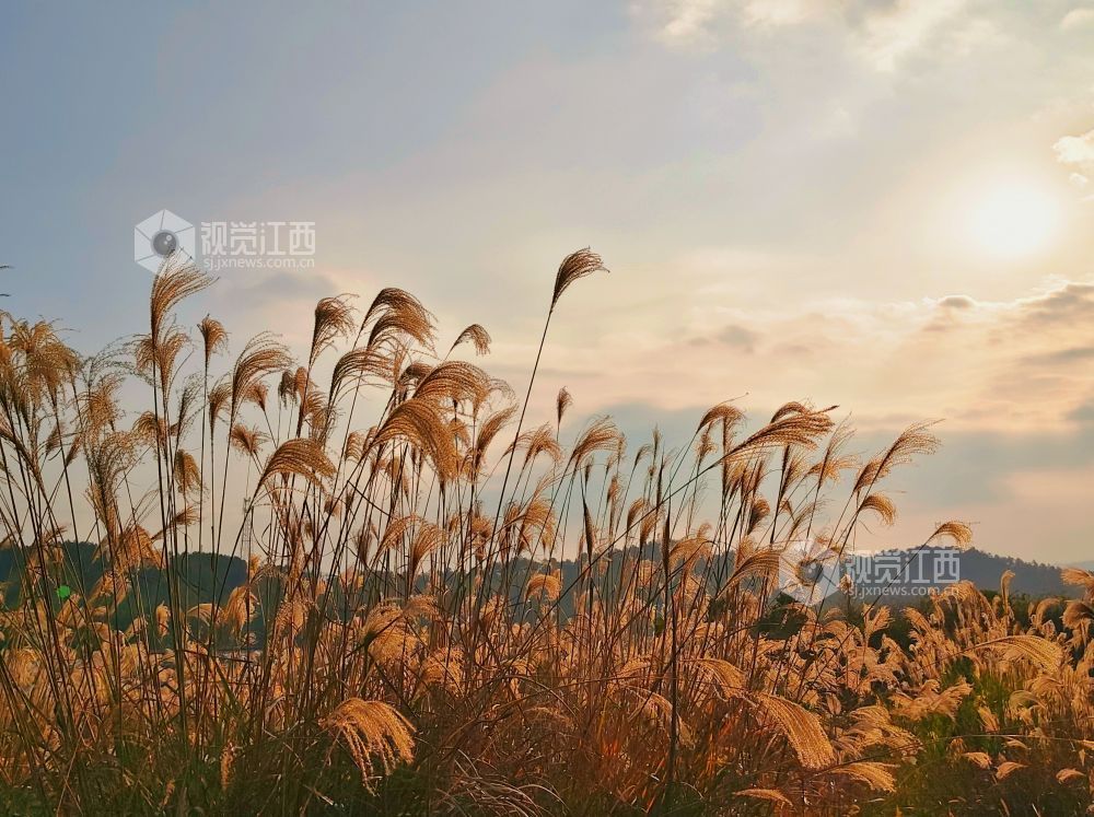 1月5日，江西省永新县烟阁乡罗曼花园内，大片芦苇浸透暖阳，泛起涟漪般的金色光晕。芦穗随风摇曳，为乡村冬日增添温暖诗意。