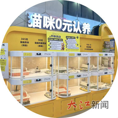 在等待被领养的宠物。