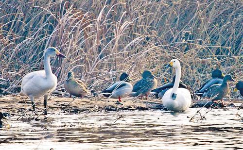 1月5日，位于滹沱河上游的灵寿县一处湿地，曾被救治的小天鹅（右）正在浅滩漫步。 石家庄太行野生动物救护站供图