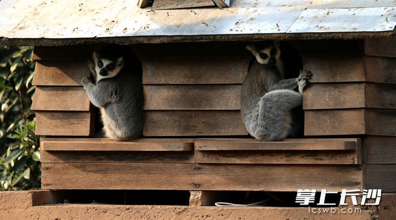 狐猴住在配备了带加热板的小木屋里。 均为长沙晚报全媒体记者贺文兵摄