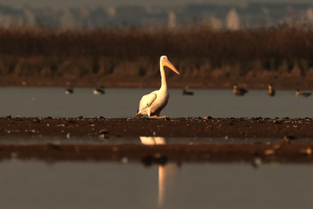 在鄱阳湖余干水域滩涂悠闲漫步的白鹈鹕(摄影:雷小勇)