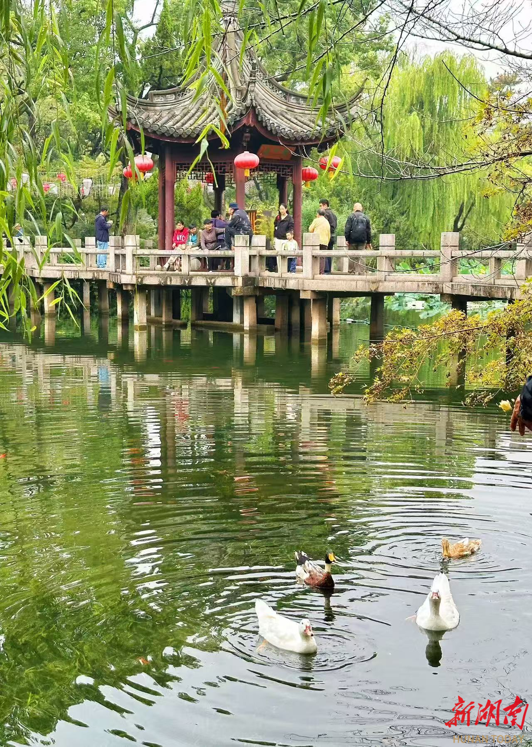 市民游客在古猗园休闲游憩。