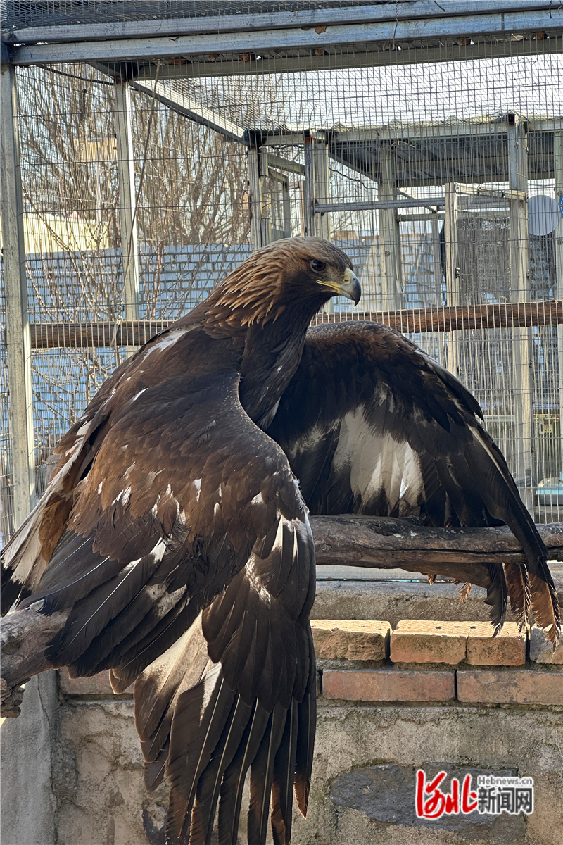 已妥善安置在救助中心的的金雕。阳原县野生动物救助中心供图