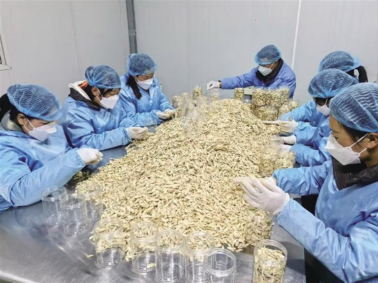 工作人员在挑选黄芪片