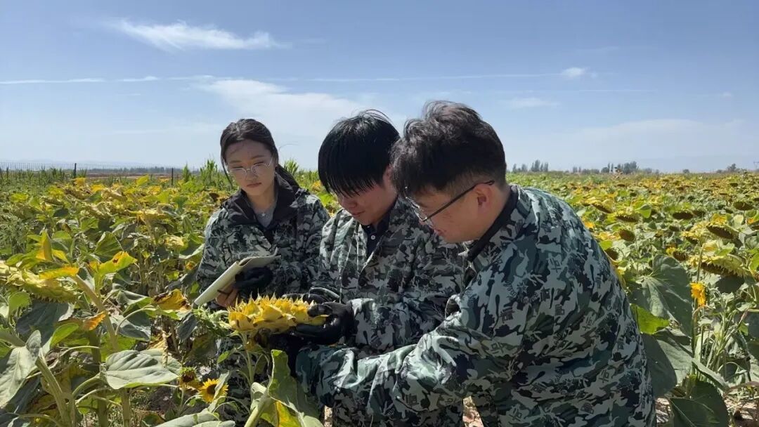 团队成员查看油葵长势