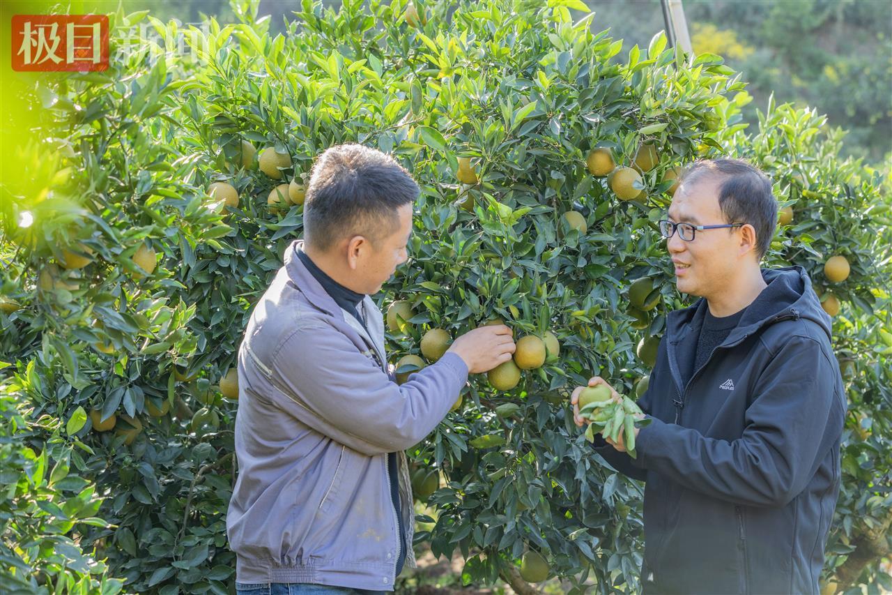 曹立新正在向农户传授宗橙种植技术.jpg