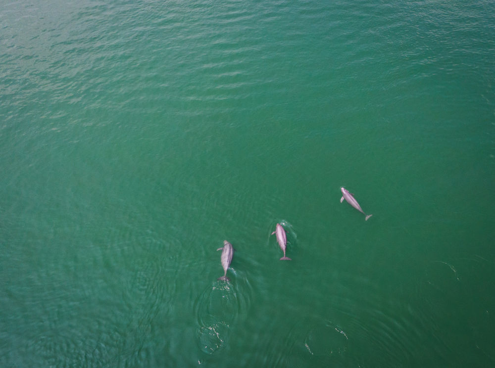 在湖北省宜昌市，长江江豚在水中嬉戏（2021年5月11日摄，无人机照片）。新华社记者 肖艺九 摄