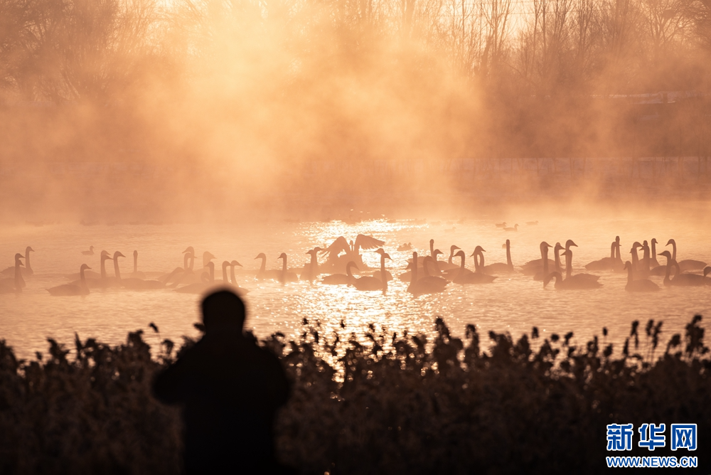 冬日晨光里，甘肃张掖国家湿地公园内，成群的大天鹅游弋觅食。洁白身姿在晨雾中摇曳生姿、翩跹起舞，构成一幅灵动秀美的冬日生态画卷。新华网发（刘旭明　摄）
