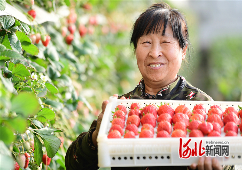 农民展示采摘的草莓。