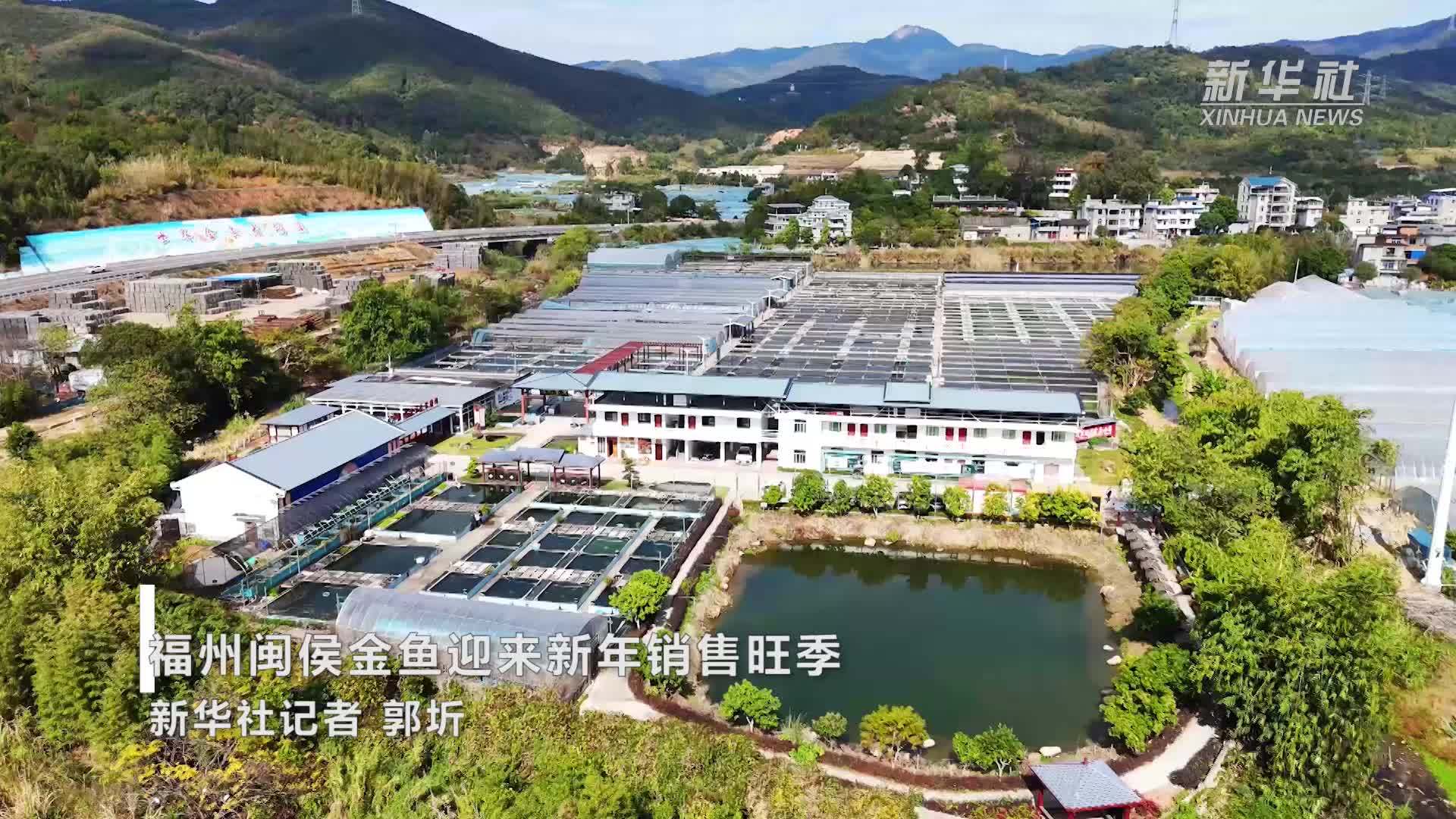 福州闽侯金鱼迎来新年销售旺季