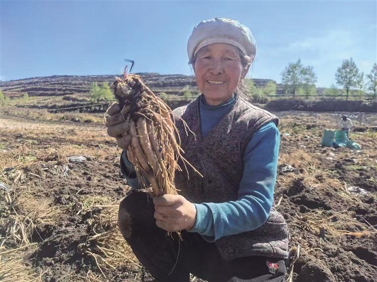 村民展示采挖的黄芪
